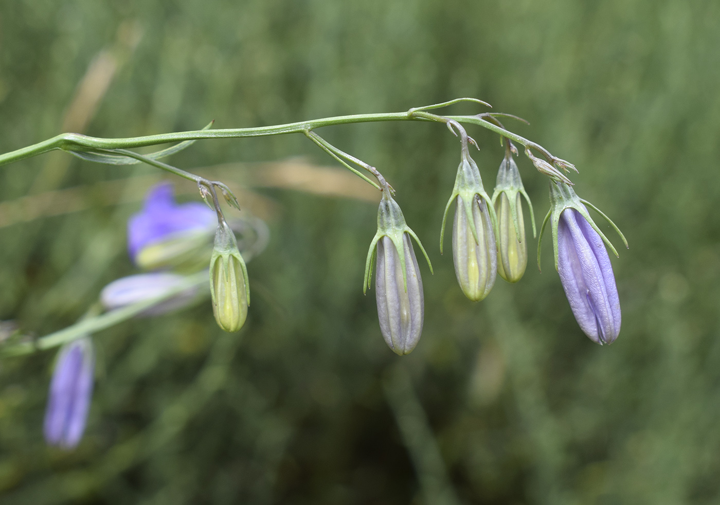 Изображение особи род Campanula.