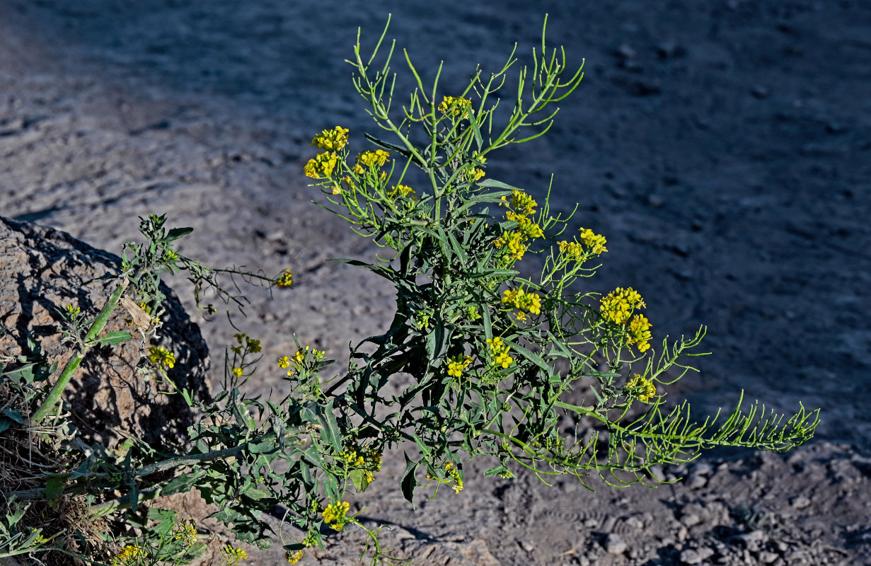 Изображение особи Sisymbrium loeselii.