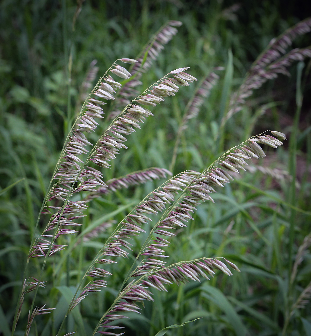 Image of Melica altissima specimen.