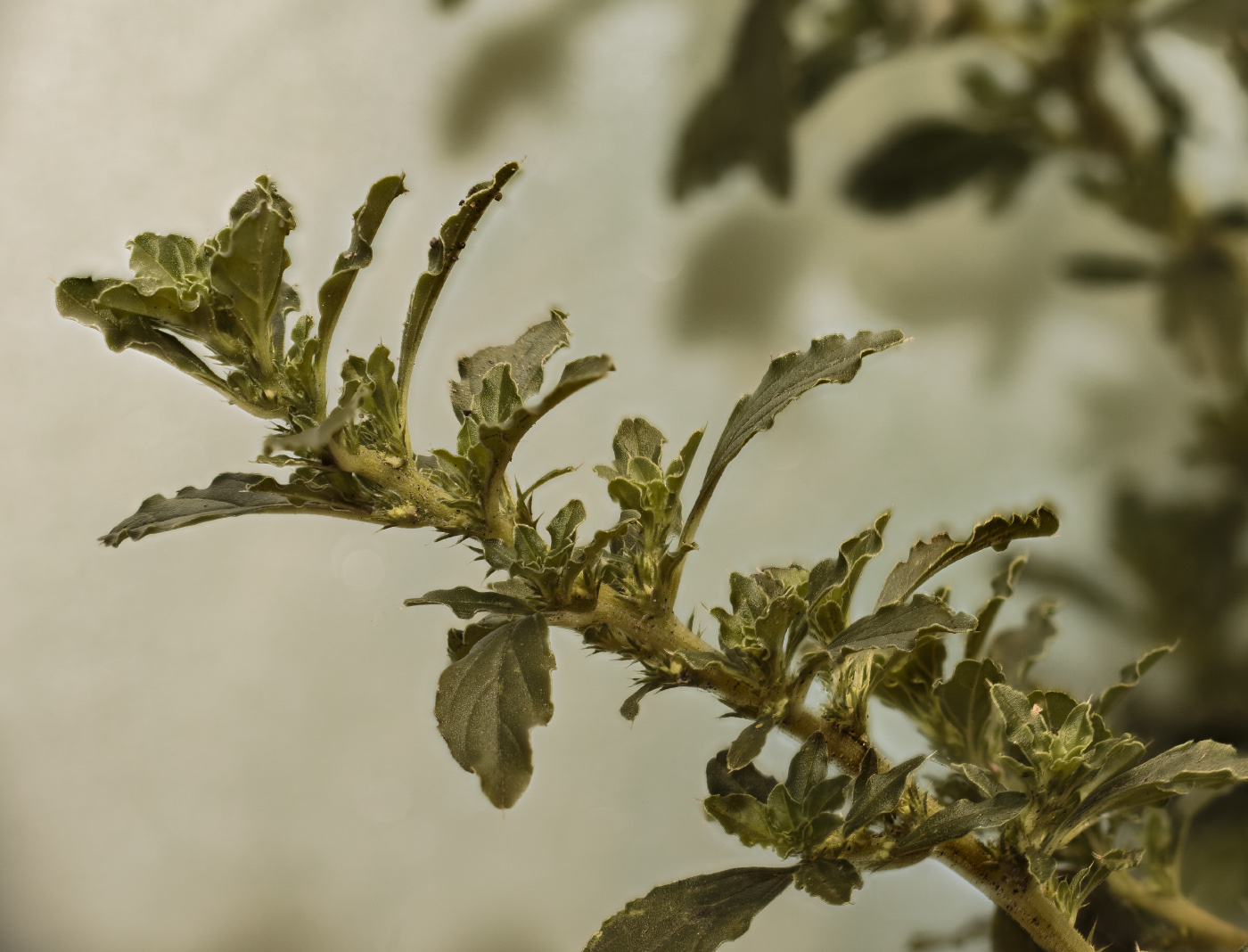 Image of Amaranthus albus specimen.