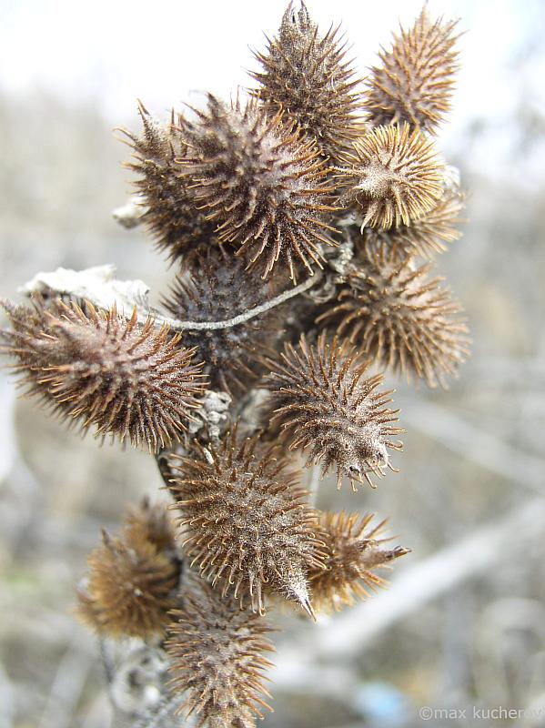 Image of Xanthium orientale specimen.