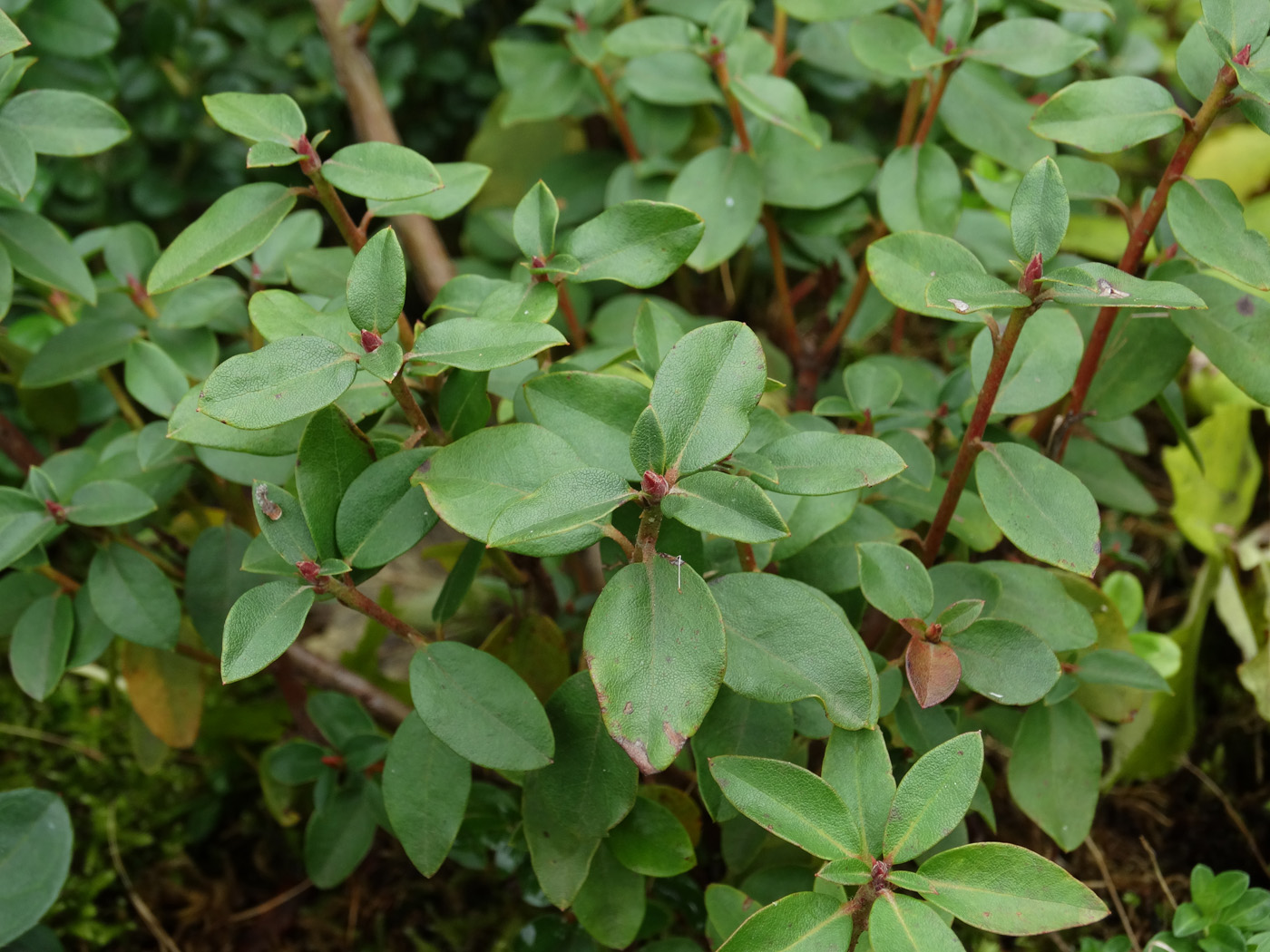 Image of Ledum glandulosum specimen.