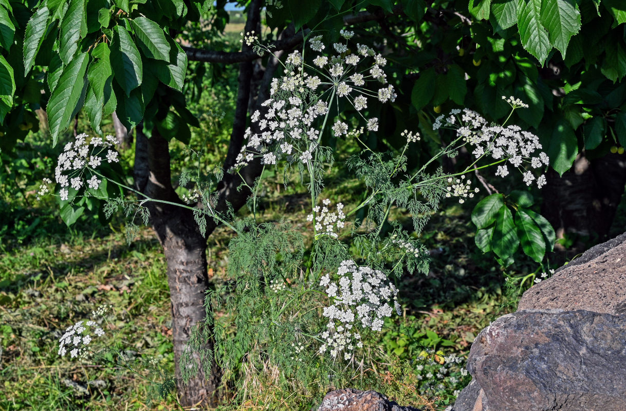 Изображение особи Astrodaucus orientalis.