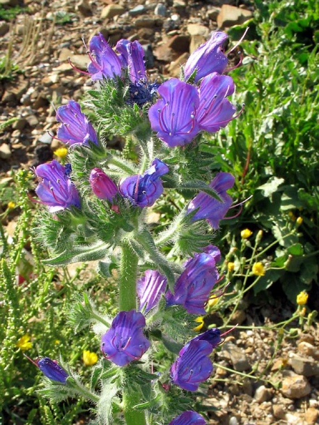 Изображение особи Echium plantagineum.