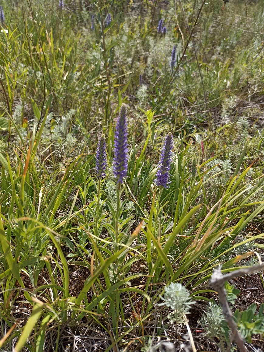 Image of Veronica spicata specimen.