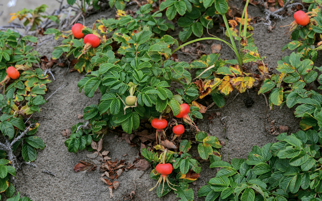 Image of Rosa rugosa specimen.