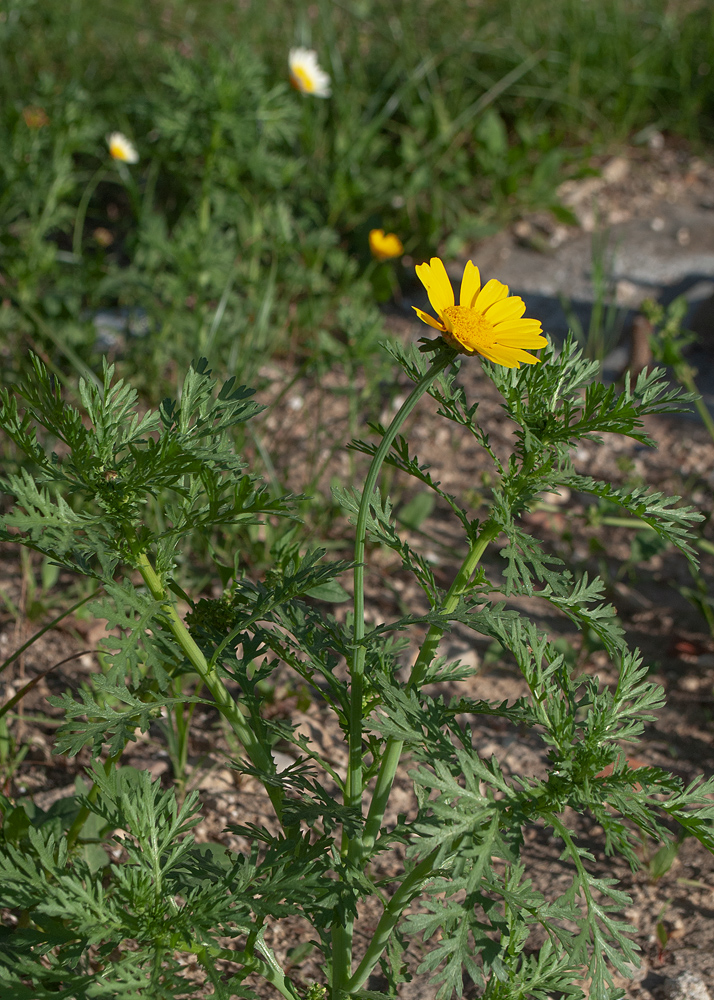 Изображение особи Glebionis coronaria.