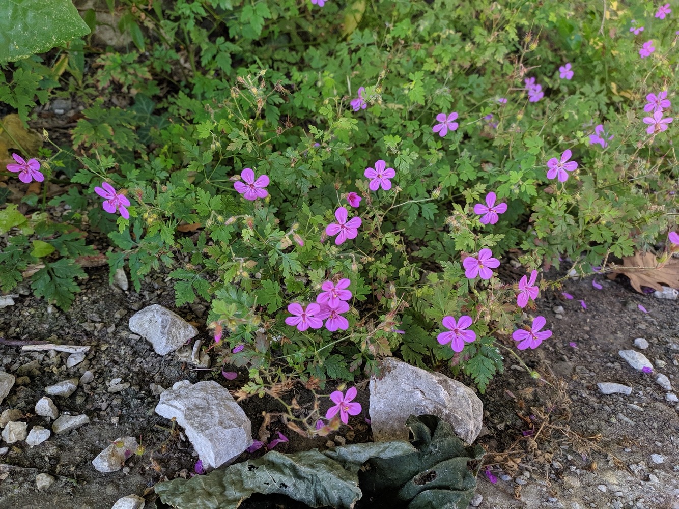 Image of Geranium robertianum specimen.