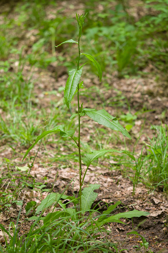 Изображение особи Rumex conglomeratus.