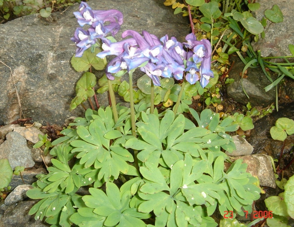 Image of Corydalis emanueli specimen.