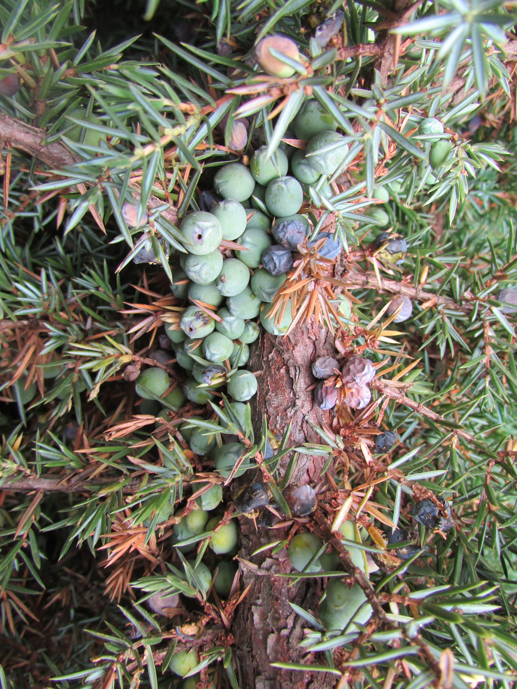 Image of Juniperus communis specimen.