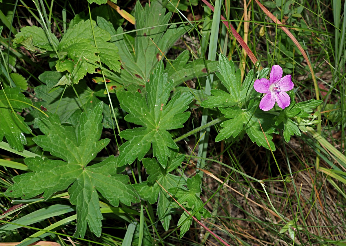 Image of Geranium palustre specimen.