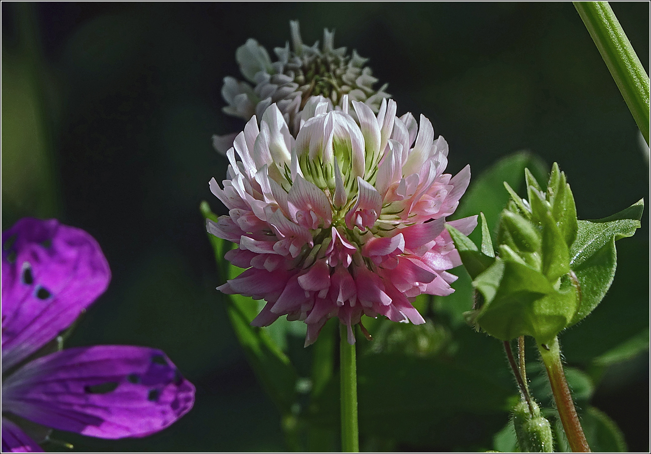 Изображение особи Trifolium hybridum.