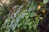 Calystegia sepium. Листья с погрызами. Тульская обл., Куркинский р-н, с. Грибоедово, берег реки. 29 июля 2024 г.