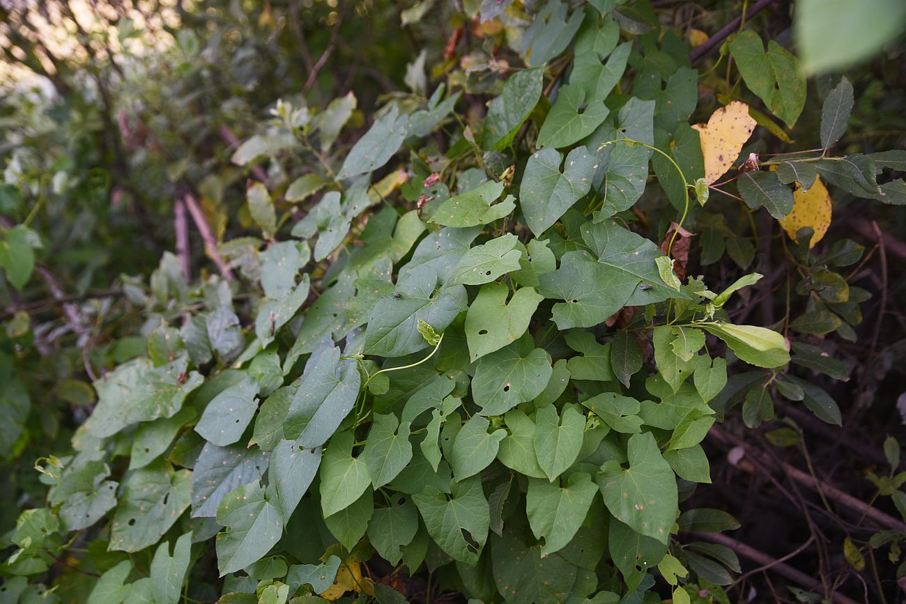 Изображение особи Calystegia sepium.