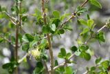 Lonicera microphylla. Часть веточки с цветками. Таджикистан, Горно-Бадахшанская автономная обл., Рушанский р-н, хр. Северо-Аличурский, Ирхтские горы, Сарезское оз., Ирхтский залив, дол. р. Лянгар, выс. ≈ 3300 м н.у.м., каменистая надпойменная терраса. 27 июня 2024 г.