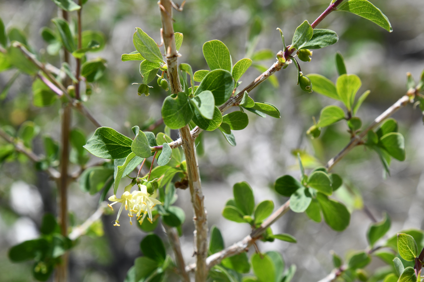 Изображение особи Lonicera microphylla.