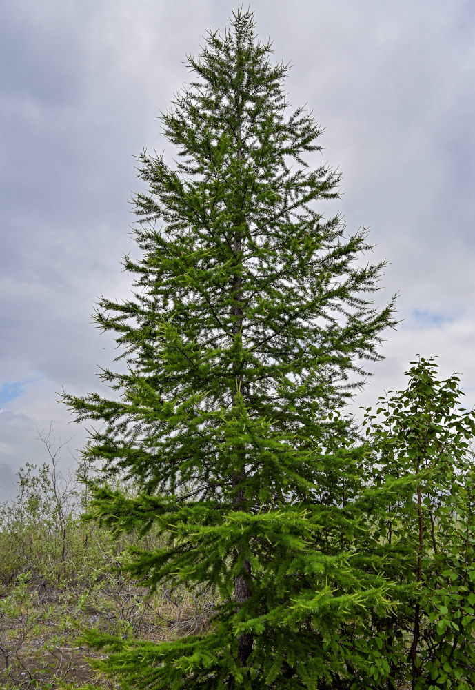 Изображение особи Larix sibirica.