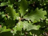 Quercus pubescens. Листья. Крым, Южный Берег, сев. склон горы Аю-Даг, дубовый лес. 25.05.2024.