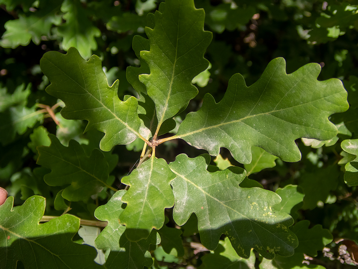 Изображение особи род Quercus.