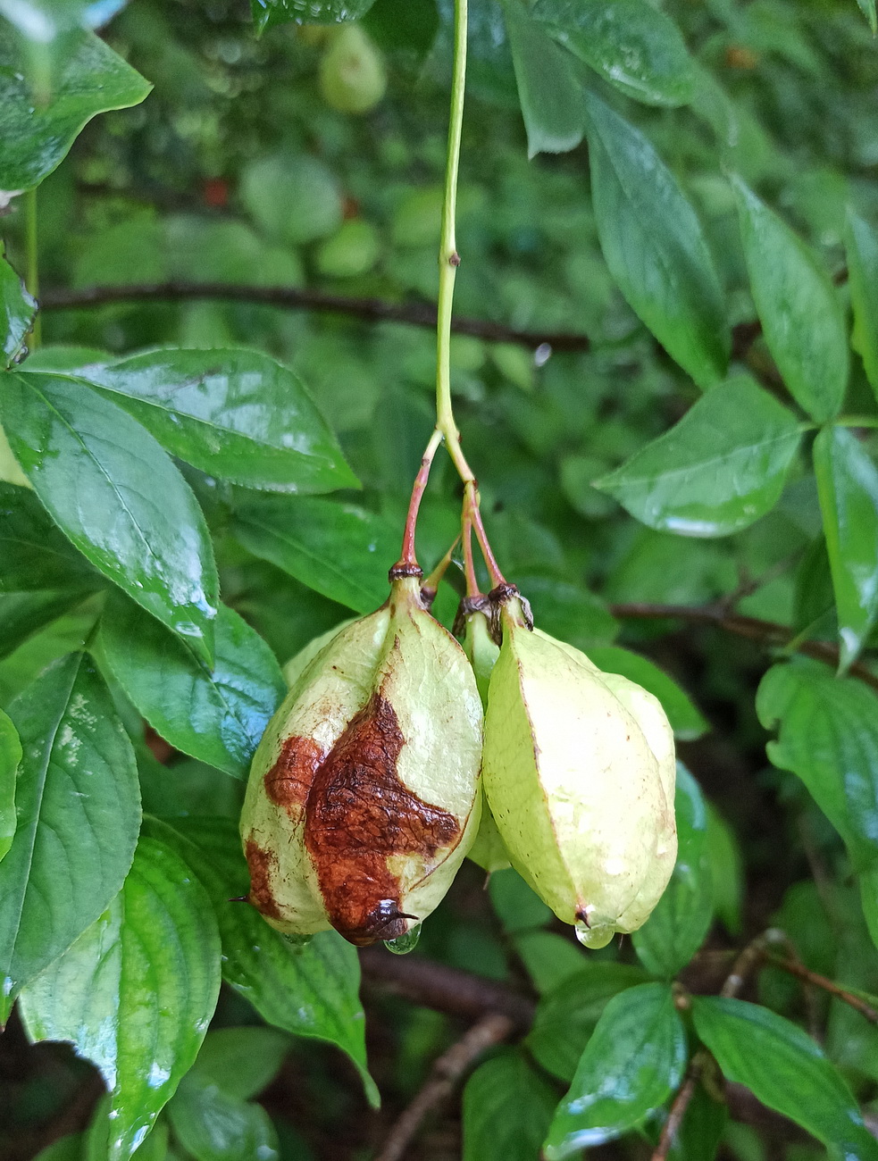 Image of Staphylea pinnata specimen.