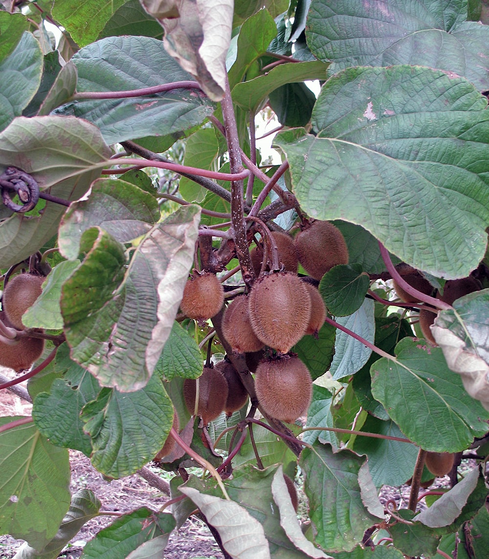 Image of Actinidia chinensis var. deliciosa specimen.