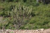 Artemisia gmelinii