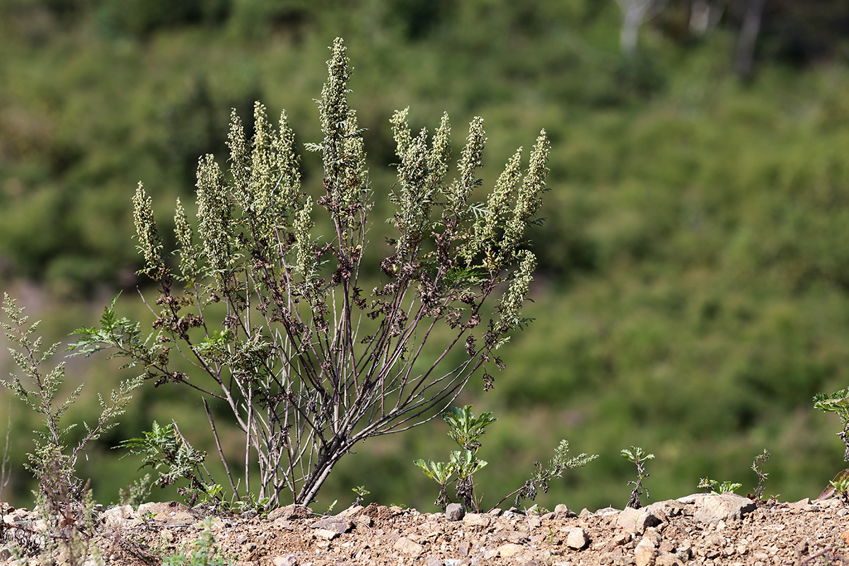 Изображение особи Artemisia gmelinii.