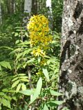 Solidago virgaurea подвид dahurica. Верхушка цветущего растения. Хабаровский край, окр. г. Комсомольск-на-Амуре, широколиственный лес с преобладание Betula. 18.08.2024.