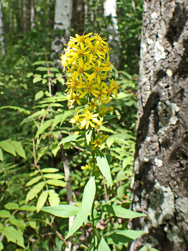 Изображение особи Solidago virgaurea ssp. dahurica.