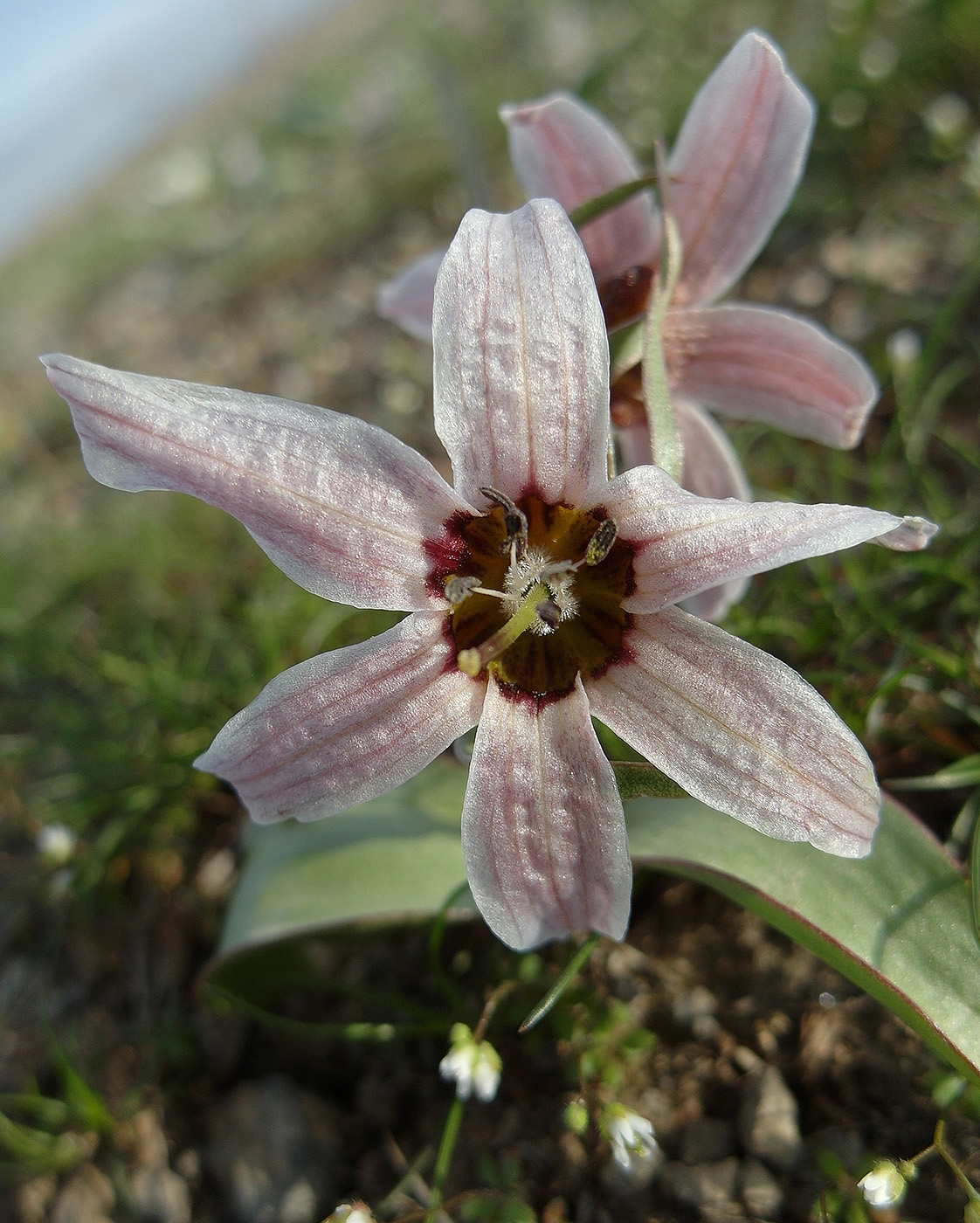 Изображение особи Rhinopetalum stenantherum.