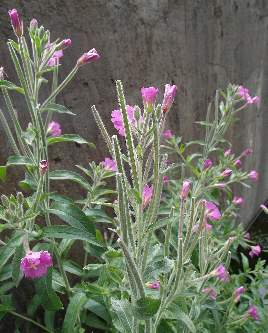 Изображение особи Epilobium hirsutum.