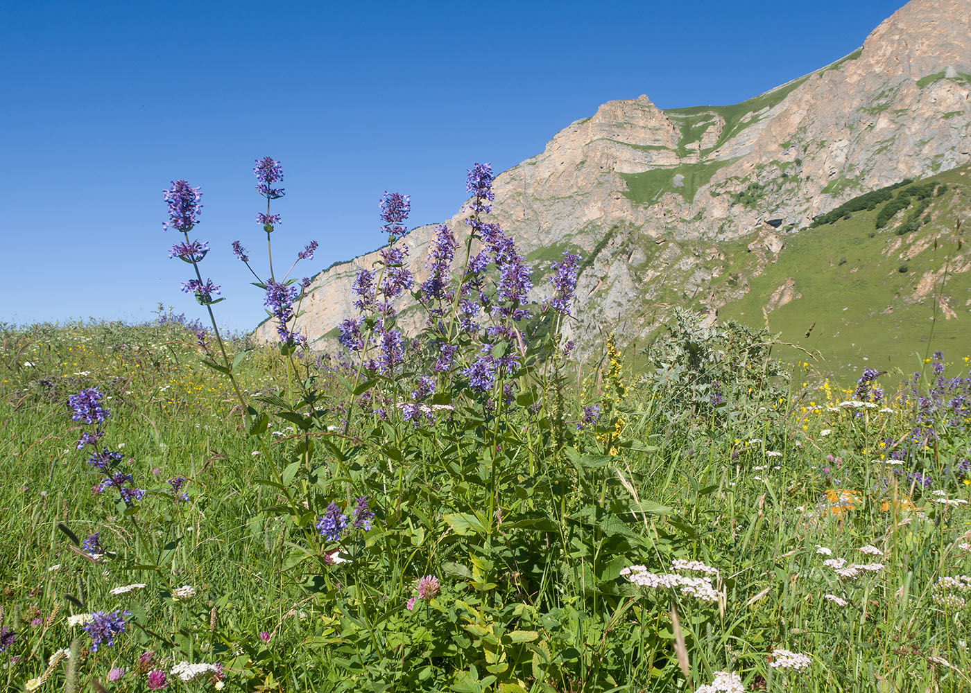 Image of Nepeta grandiflora specimen.