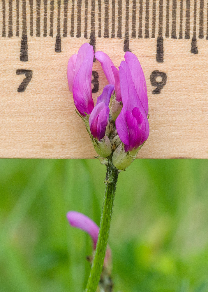 Image of Astragalus lasioglottis specimen.