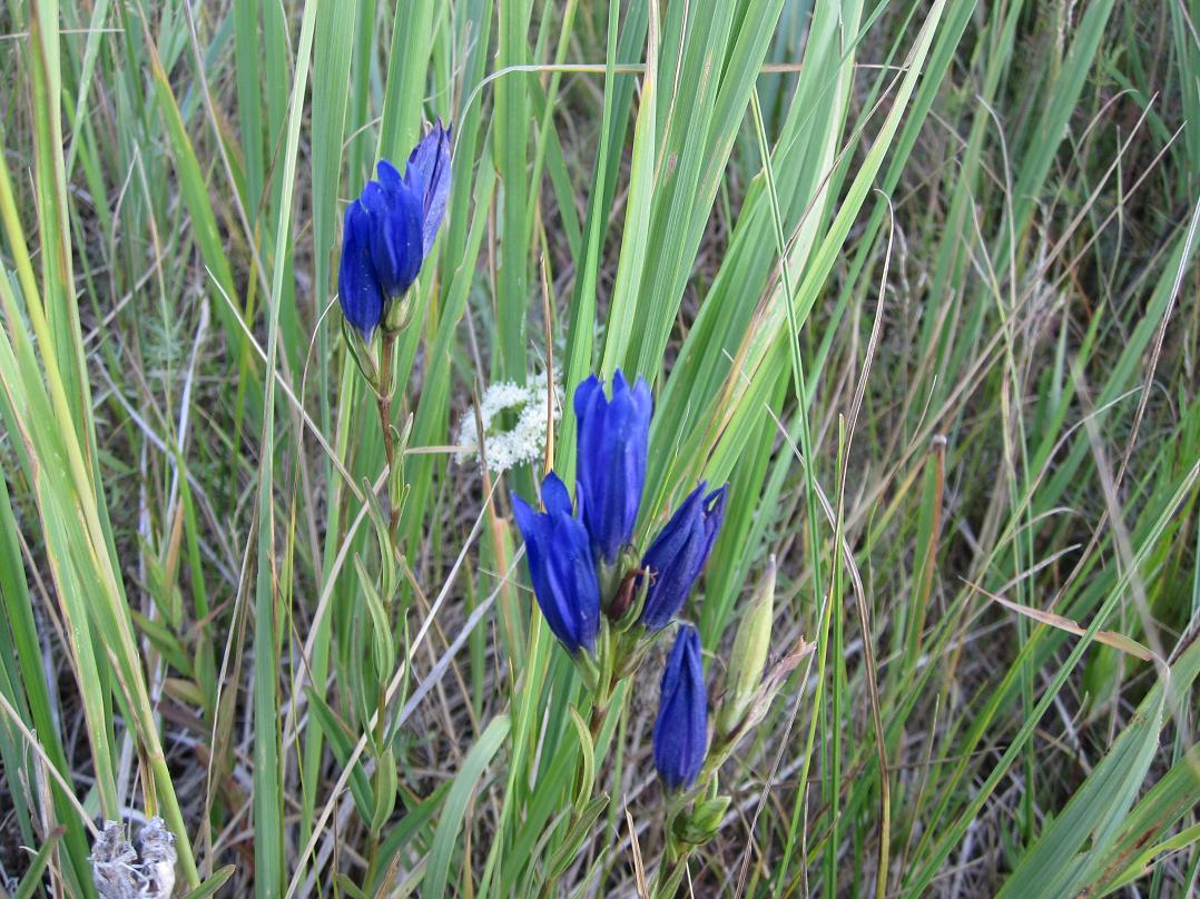 Изображение особи Gentiana pneumonanthe.