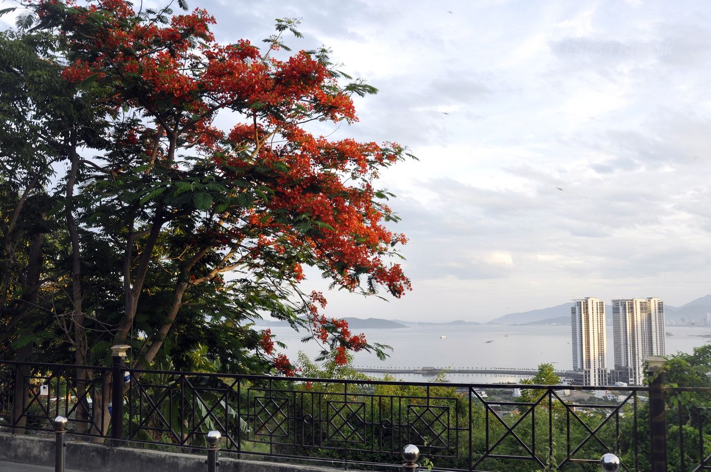 Image of Delonix regia specimen.