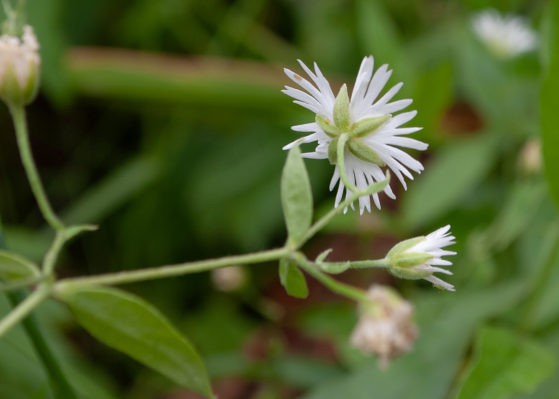 Изображение особи Fimbripetalum radians.