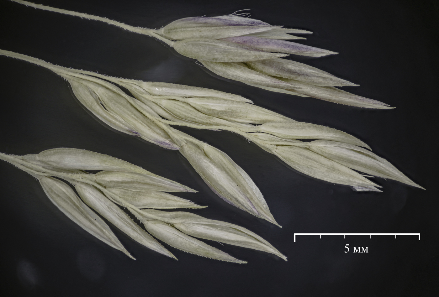 Изображение особи Calamagrostis lapponica.