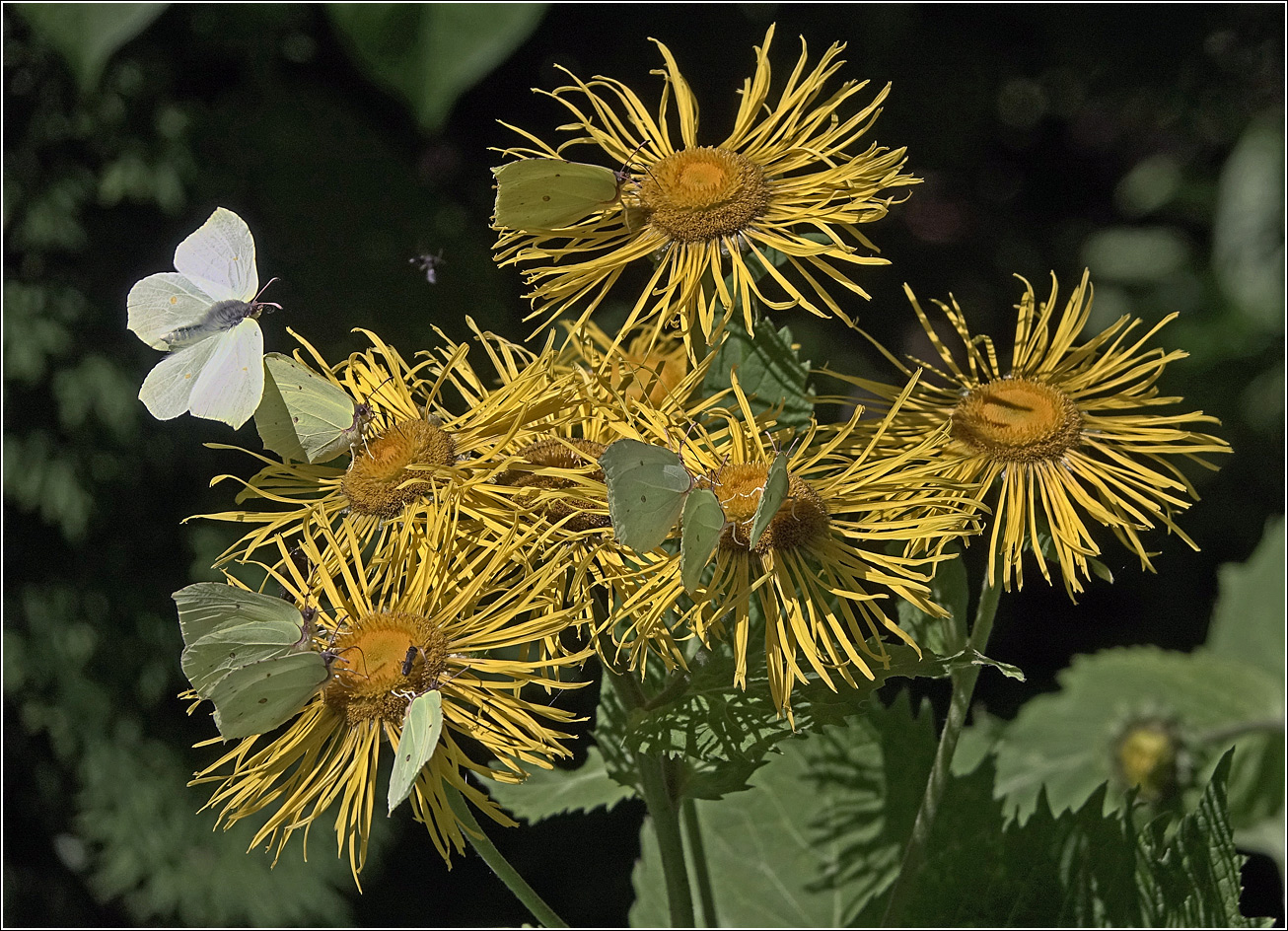 Image of Telekia speciosa specimen.