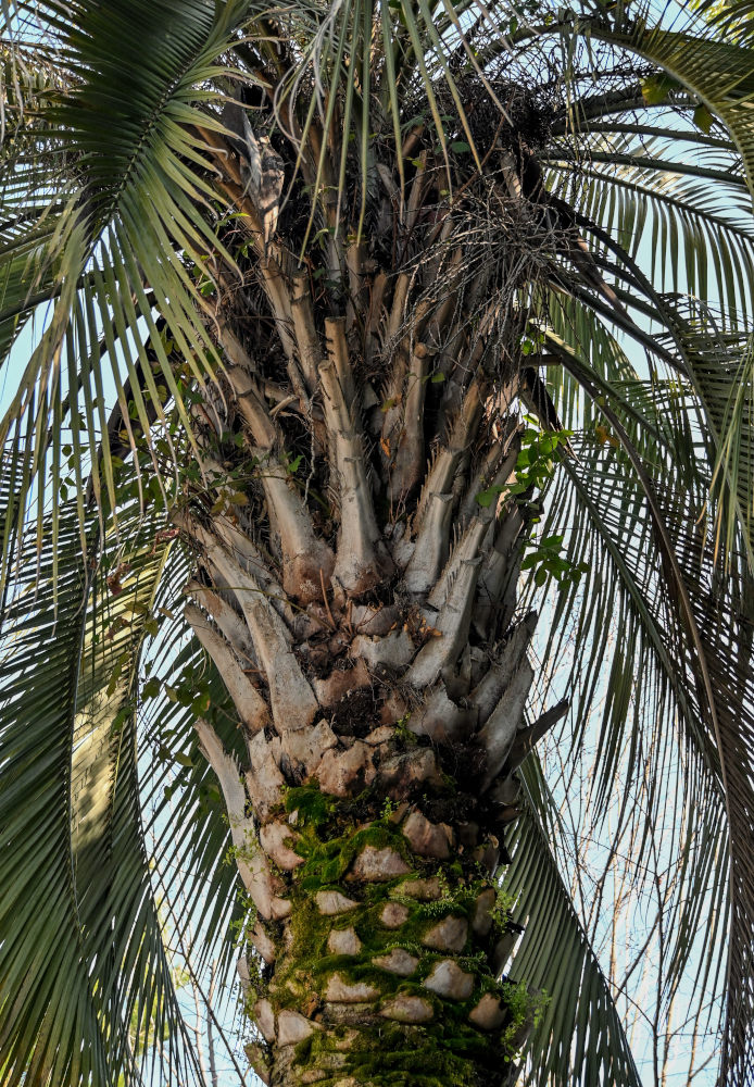 Изображение особи Butia capitata.