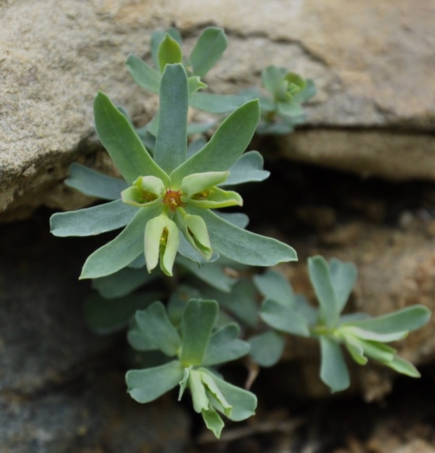 Изображение особи род Euphorbia.