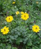 Смотреть изображение Trollius dschungaricus