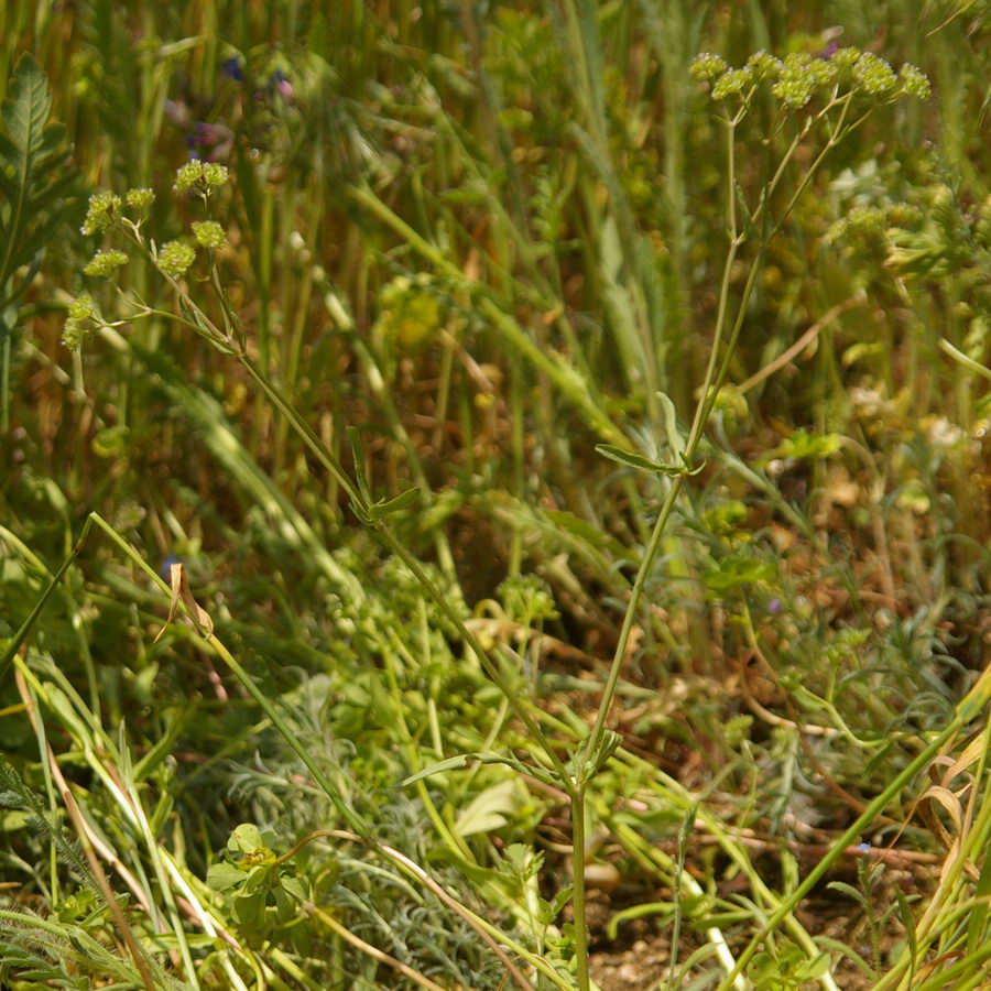 Image of Valerianella kotschyi specimen.