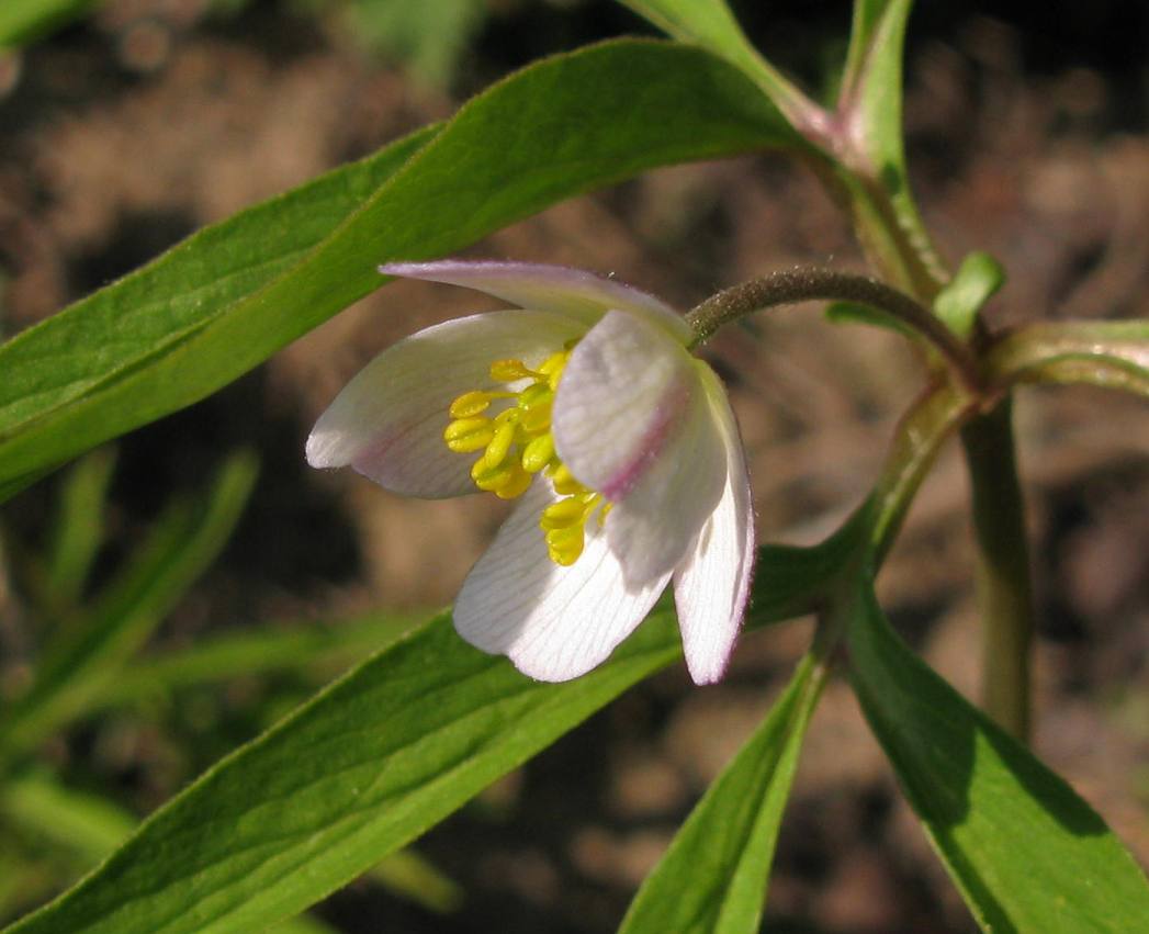 Image of Anemone caerulea specimen.