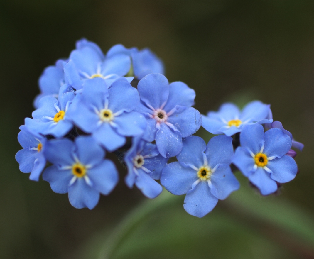 Image of Myosotis imitata specimen.