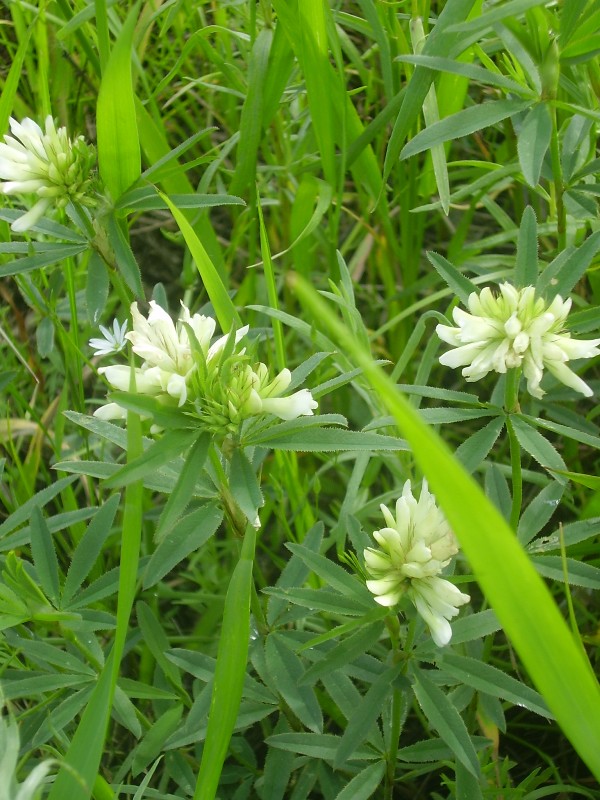 Image of Trifolium spryginii specimen.