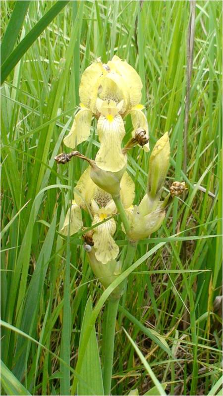 Image of Iris imbricata specimen.