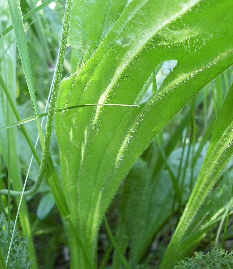 Изображение особи Plantago urvillei.