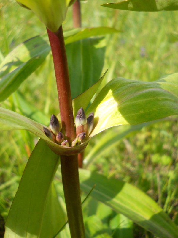 Image of Gentiana macrophylla specimen.