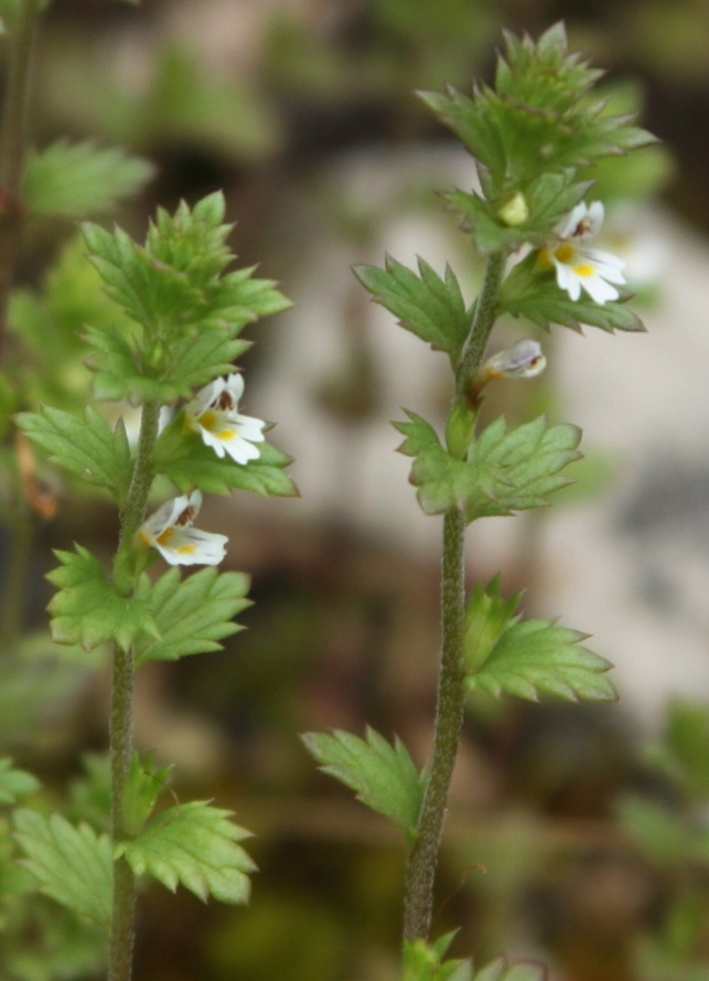 Image of Euphrasia parviflora specimen.